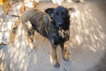 DOBBY, Hund, Mischlingshund in Kroatien - Bild 7