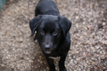 CHIPNR238693, Hund, Mischlingshund in Kroatien - Bild 2