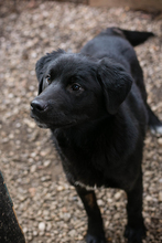 CHIPNR238693, Hund, Mischlingshund in Kroatien - Bild 3