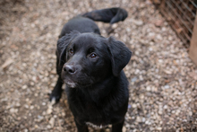 CHIPNR238693, Hund, Mischlingshund in Kroatien - Bild 5