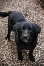 CHIPNR238693, Hund, Mischlingshund in Kroatien - Bild 6