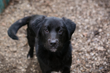 CHIPNR238693, Hund, Mischlingshund in Kroatien - Bild 8