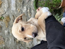 OSKAR, Hund, Labrador Retriever in Belgien - Bild 2