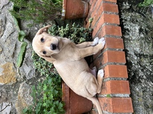 OSKAR, Hund, Labrador Retriever in Belgien - Bild 3