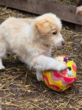 CELINE, Hund, Mischlingshund in Bulgarien - Bild 6