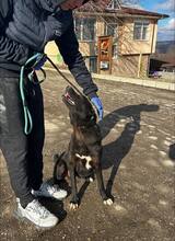 ONYX, Hund, Mischlingshund in Bulgarien - Bild 10