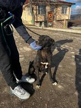 ONYX, Hund, Mischlingshund in Bulgarien - Bild 11