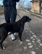 ONYX, Hund, Mischlingshund in Bulgarien - Bild 12