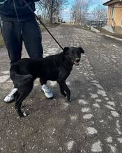 ONYX, Hund, Mischlingshund in Bulgarien - Bild 13
