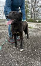 ONYX, Hund, Mischlingshund in Bulgarien - Bild 14