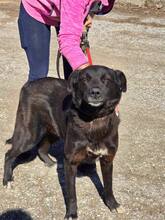 ONYX, Hund, Mischlingshund in Bulgarien - Bild 15