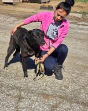 ONYX, Hund, Mischlingshund in Bulgarien - Bild 16