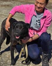 ONYX, Hund, Mischlingshund in Bulgarien - Bild 17