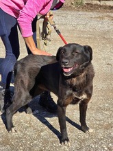 ONYX, Hund, Mischlingshund in Bulgarien - Bild 18