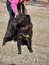 ONYX, Hund, Mischlingshund in Bulgarien - Bild 19