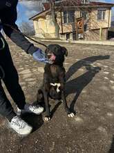 ONYX, Hund, Mischlingshund in Bulgarien - Bild 5