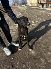 ONYX, Hund, Mischlingshund in Bulgarien - Bild 7