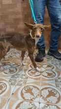 AVI, Hund, Podenco-Mix in Spanien - Bild 1