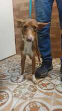 AVI, Hund, Podenco-Mix in Spanien - Bild 2