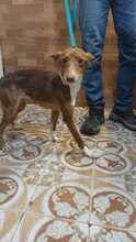 AVI, Hund, Podenco-Mix in Spanien - Bild 4