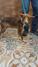 AVI, Hund, Podenco-Mix in Spanien - Bild 5