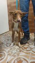 AVI, Hund, Podenco-Mix in Spanien - Bild 6