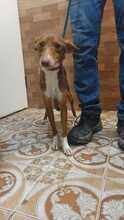 AVI, Hund, Podenco-Mix in Spanien - Bild 7