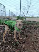 OLIVER, Hund, Podenco-Mix in Spanien - Bild 6