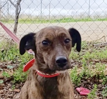 HARU, Hund, Mischlingshund in Spanien - Bild 1