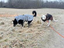 FINN, Hund, Mischlingshund in Allersberg - Bild 11