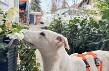 FINN, Hund, Mischlingshund in Allersberg - Bild 3