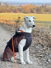 FINN, Hund, Mischlingshund in Allersberg - Bild 5