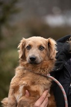 GEMINI, Hund, Mischlingshund in Ungarn - Bild 1