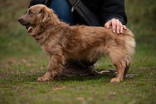 GEMINI, Hund, Mischlingshund in Ungarn - Bild 10