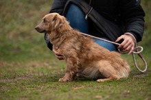 GEMINI, Hund, Mischlingshund in Ungarn - Bild 12