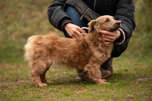 GEMINI, Hund, Mischlingshund in Ungarn - Bild 13