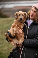 GEMINI, Hund, Mischlingshund in Ungarn - Bild 2