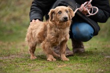 GEMINI, Hund, Mischlingshund in Ungarn - Bild 3