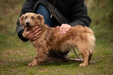 GEMINI, Hund, Mischlingshund in Ungarn - Bild 4