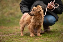 GEMINI, Hund, Mischlingshund in Ungarn - Bild 9