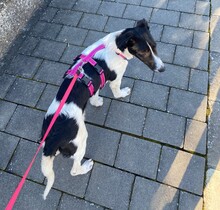 DONNA, Hund, Mischlingshund in Allersberg - Bild 1