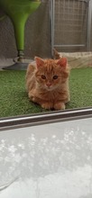 MAPLE, Katze, Europäisch Kurzhaar in Zypern - Bild 3