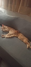 MAPLE, Katze, Europäisch Kurzhaar in Zypern - Bild 4