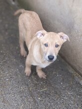 TRITON, Hund, Mischlingshund in Duisburg - Bild 3