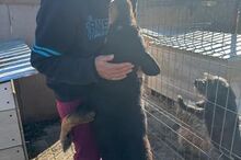LUCKY2, Hund, Mischlingshund in Rumänien - Bild 10
