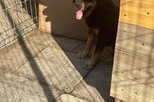 LUCKY2, Hund, Mischlingshund in Rumänien - Bild 11