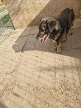 LUCKY2, Hund, Mischlingshund in Rumänien - Bild 12