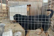 LUCKY2, Hund, Mischlingshund in Rumänien - Bild 13