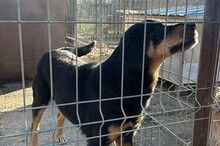 LUCKY2, Hund, Mischlingshund in Rumänien - Bild 14