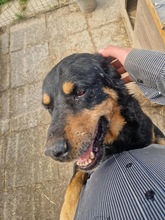 LUCKY2, Hund, Mischlingshund in Rumänien - Bild 7